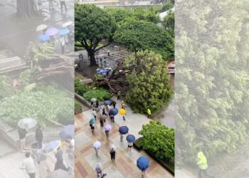 影音/台中逢甲大學樹木倒塌 4學生遭壓傷1人命危