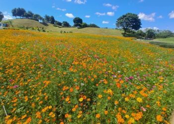 黃波斯菊花海亮相　中市后里環保公園暑期賞花新熱點