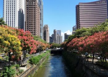 台中秋日限時美景 台灣欒樹換上金黃橘紅秋裝