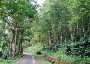 喝咖啡賞螢火蟲　東勢四角林莊園打造夢幻景緻