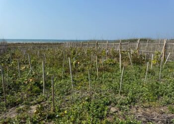 中市持續復育大安海岸林 打造濱海綠色防線