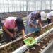中市勞工局辦農事職場體驗 培育農業生力軍