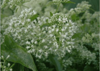 防治綠色殺手　中市府加碼收購小花蔓澤蘭每公斤8元