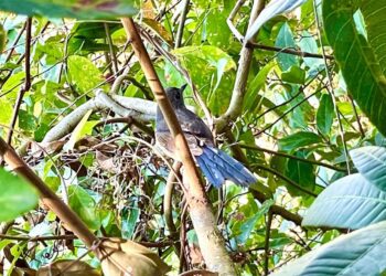 台中大坑3號鳥語步道登場　賞鳥、秘境、美景一次滿足