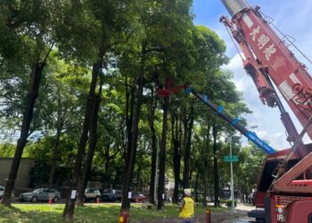 汛期防災不鬆懈　中市建設局將修剪萬株樹木