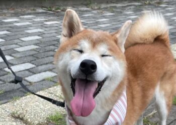 廢布變身毛孩時尚 逢甲女大生打造寵物循環經濟