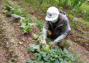 中市「環保農園」第2期開放報名　抽選30名幸運兒免費耕種5個月