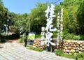甲鐵砧山春日限定! 桂花泉登山步道花開迎客