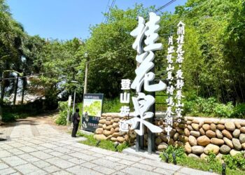 甲鐵砧山春日限定! 桂花泉登山步道花開迎客