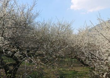 迎接新社最美梅花季 中市觀旅局推薦賞梅一日遊