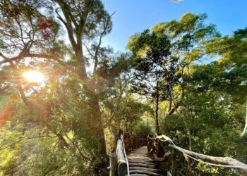 探索森林秘境！　台中大坑步道揮汗健身新選擇