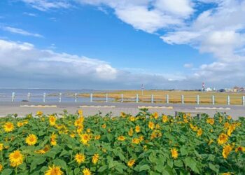 年節氛圍升級！　中市21條道路與29座公園花卉裝飾綻放