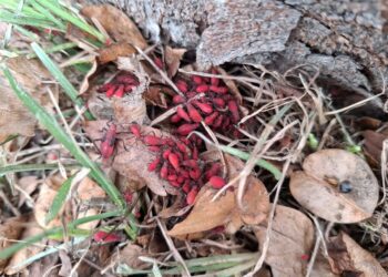 紅姬緣椿象無攻擊性　中市農業局提醒民眾不必驚慌