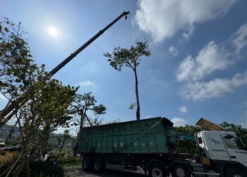 中市南京東路榕樹感染「褐根病」　建設局啟動樹木褐根病整治作業
