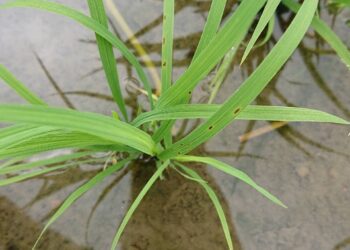 葉稻熱病現蹤中部稻田　市農業局籲加強防治及管理