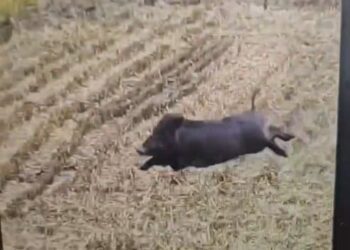 后里區稻田野豬出沒　中市農業局建議可架設電圍網防治野豬