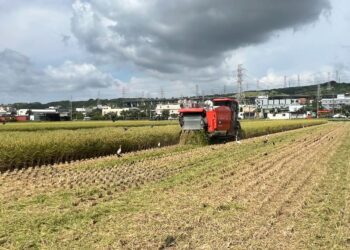 中市農業局推稻草剪段防止焚燒稻草計畫　農民可申請補助