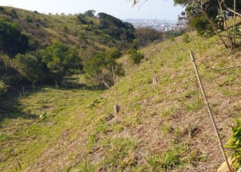 防火與復育並進　台中大肚山打造綠色防線