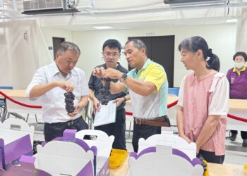 影音/彰化縣優質葡萄果品評鑑競賽 16位得獎農友脫穎而出