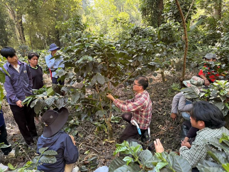 國立暨南大學鄭健雄院長在現場詳細分享了剪枝基本原則,包括如何判斷咖啡樹的健康狀況、選擇最佳剪枝時機與方法。(圖/暨南大學)