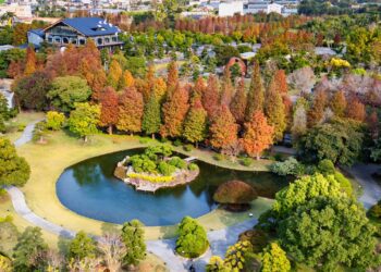 落羽松即將轉紅！成美文化園浪漫季節限定美景倒數登場