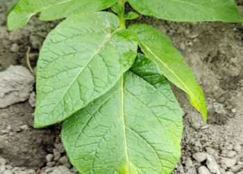 冷濕天氣將至中部馬鈴薯晚疫病風險升高 農改場籲請農友提前防範