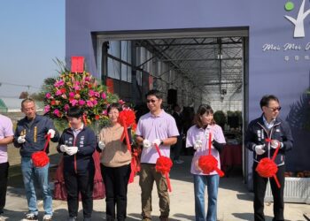 紫色寶石閃耀田間! 田尾「莓莓果園」成功實現本土化大規模種植