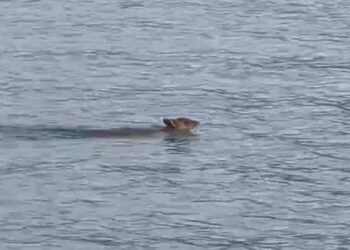 影音/山羌泳渡日月潭 遊客超驚喜