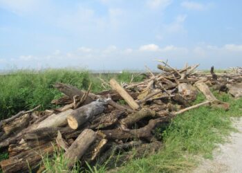 楊柳颱風陸警發布 原漂流木自由撿拾公告即行失效