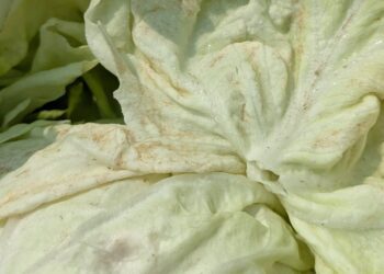 彰化地區包心白菜發生薊馬危害 臺中農改場籲請農友及早防治