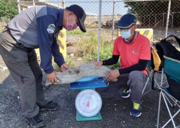 自然保育署開放濁水溪流域漂流木撿拾　民眾可上網查詢最新資訊