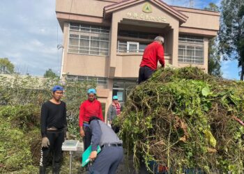 除「綠癌」換現金!林業保育署以每公斤計8元鼓勵民眾參與拔除工作