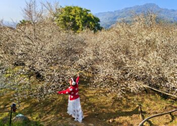 日本人開墾百年、造就新社福興里 梅花森林雪落下、本週大爆發、賞期到農曆年