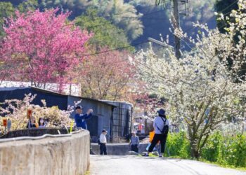 迎春賞花 信義鄉草坪頭櫻花季美景驚豔