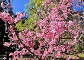 入榜全台熱搜春節走春好去處　惠蓀林場櫻花綻放中