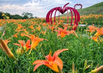 不去花東也能賞花海! 台中后里金針花、向日葵盛開中