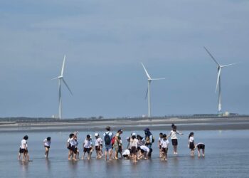 中市建設局暑期推出「高美最美」生態導覽 深度探索高美濕地之美