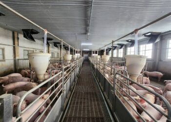 中市毛豬產銷班第三班拍片奪獎 展現畜牧轉型新風貌