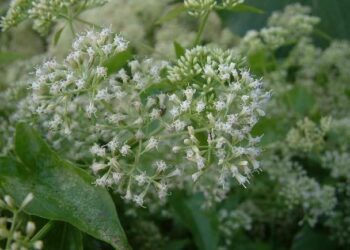 中市府加碼收購小花蔓澤蘭　每公斤補助提高至8元