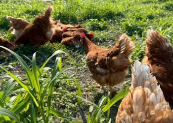 雞蛋產業新趨勢! 中市持續推廣放牧友善飼養