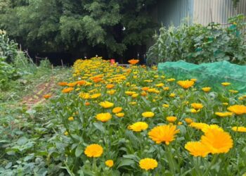 免費體驗都市農夫生活　台中環保農園限時報名