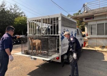 查到了！　台中垃圾亂象元兇竟是牠四處搬運