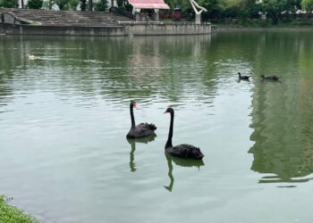 黑天鵝北上展翅 台中贈養儀式促進生態城市交流
