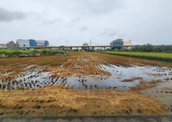 中市稻草再利用補助開跑　12月5日前受理申請