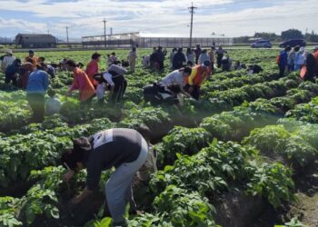 后里薯意聯合嘉年華 10/4三皇宮前熱鬧登場