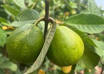 中市外埔園區沼液施灌奏效　芋頭、水蜜桃生長良好