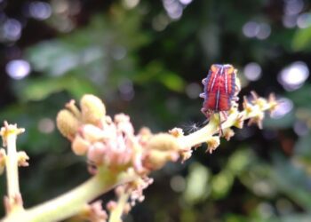 台灣欒樹周邊紅蟲現蹤　中市農業局：紅姬緣椿象非荔枝椿象
