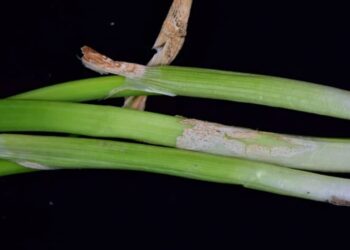 高溫潮濕慎防青蔥炭疽病！　中市農業局籲蔥農加強防治